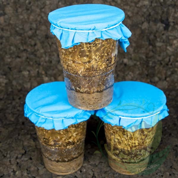 Vaso de Drosophila